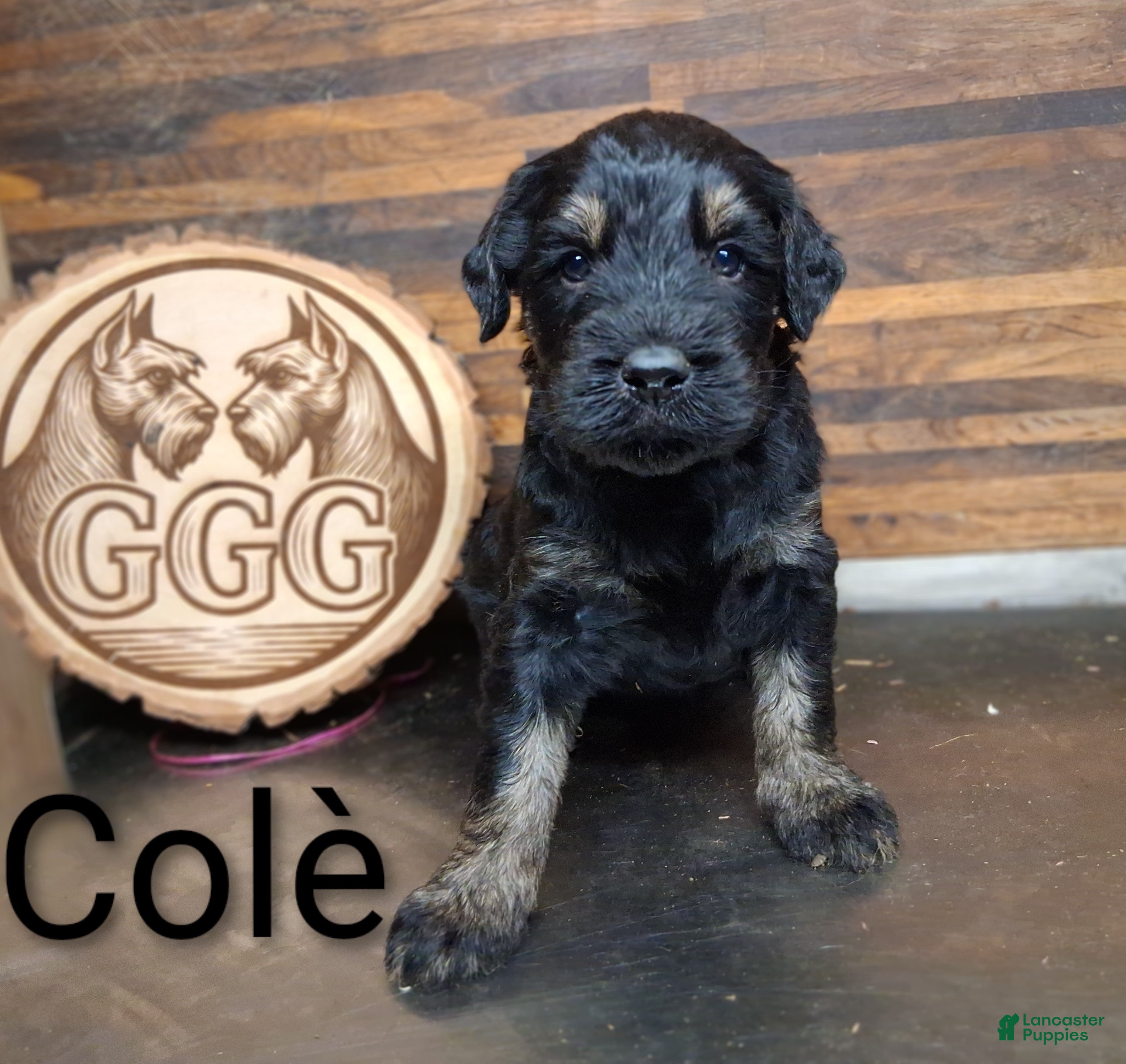 Giant Schnauzer dogs Colè - Ad 25