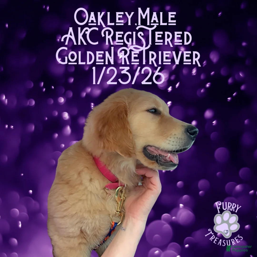 Golden Retriever dogs for sale: Oakley, Golden Retriever, Male - Ad 25