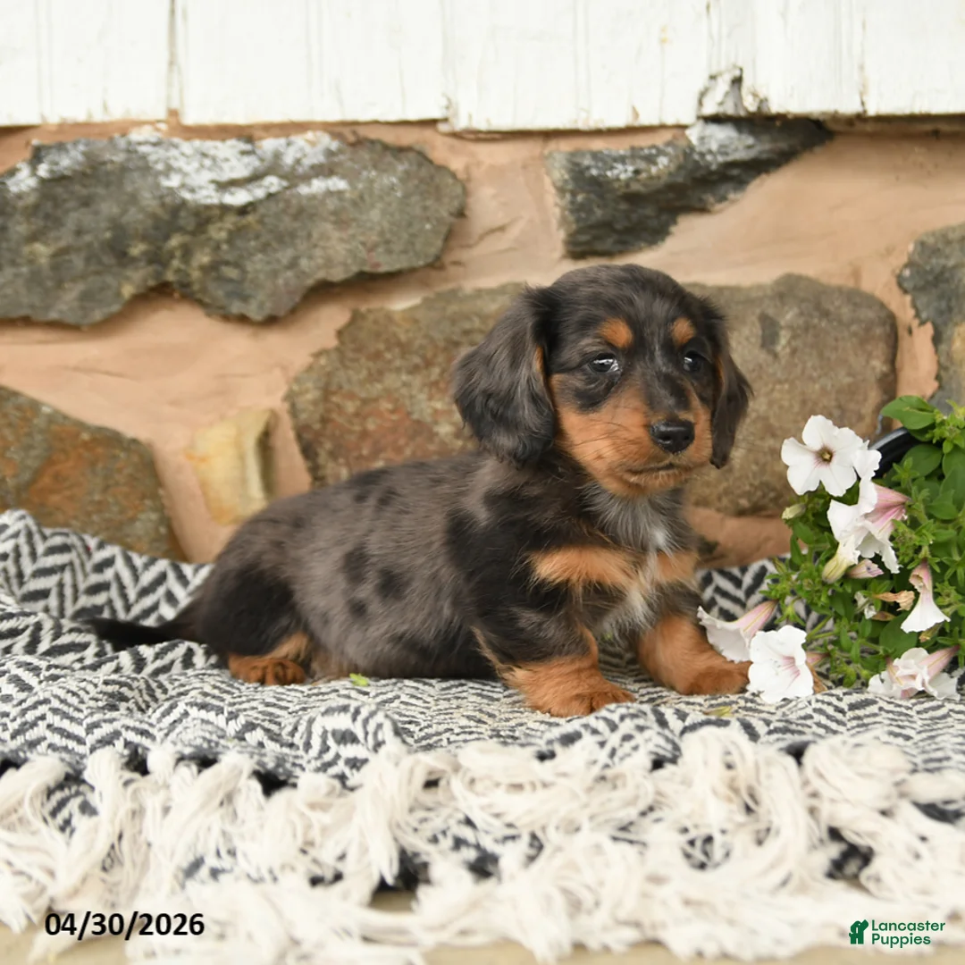 Miniature Dachshund dogs for sale: Karl - Ad 2