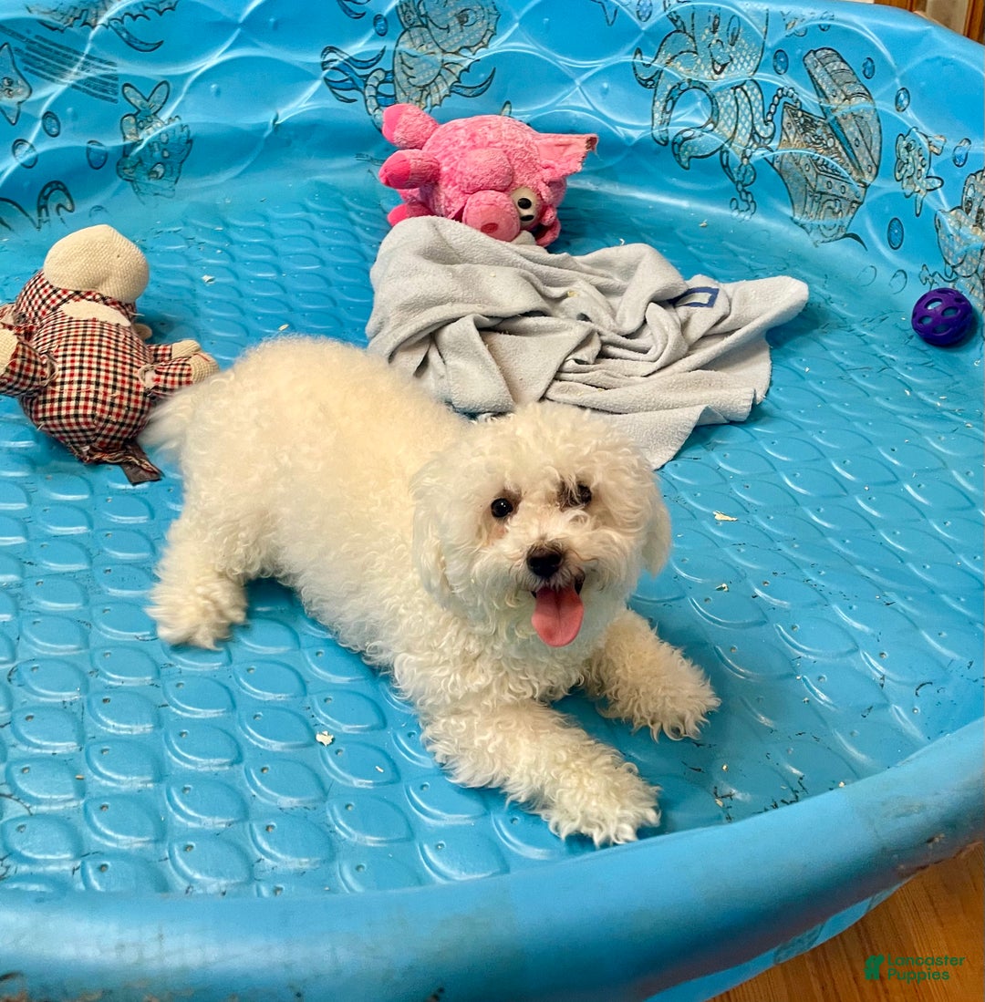 Bichon Frise dogs for sale: Lola - Ad 4