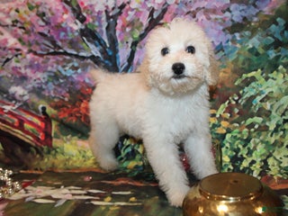 Mixed Breed dogs - Ad 27