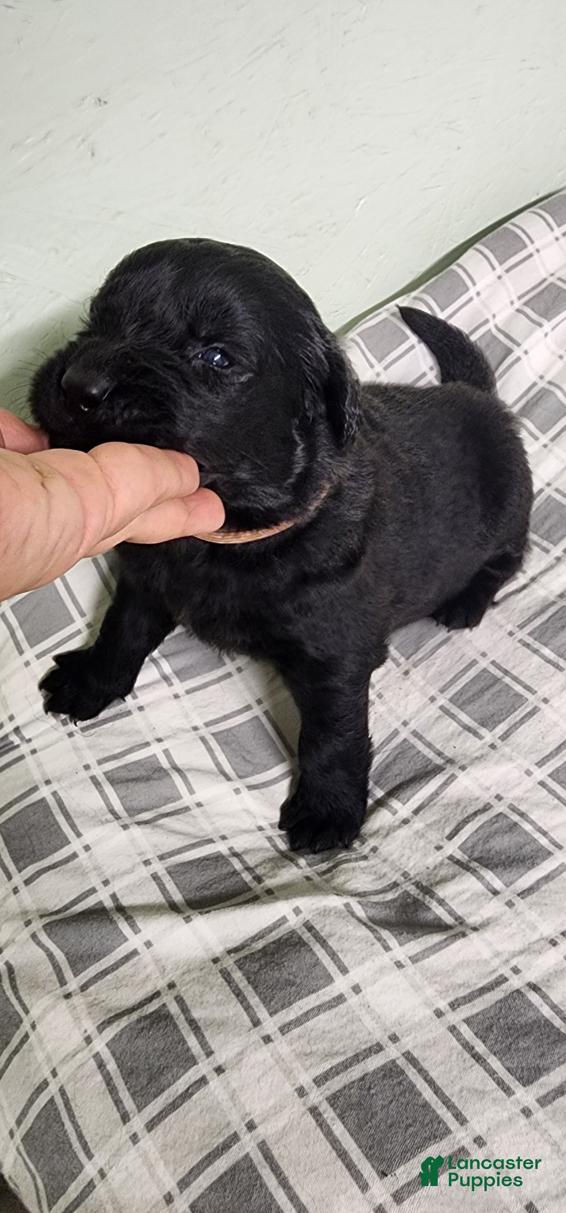 Newfoundland dogs Pink - Ad 2