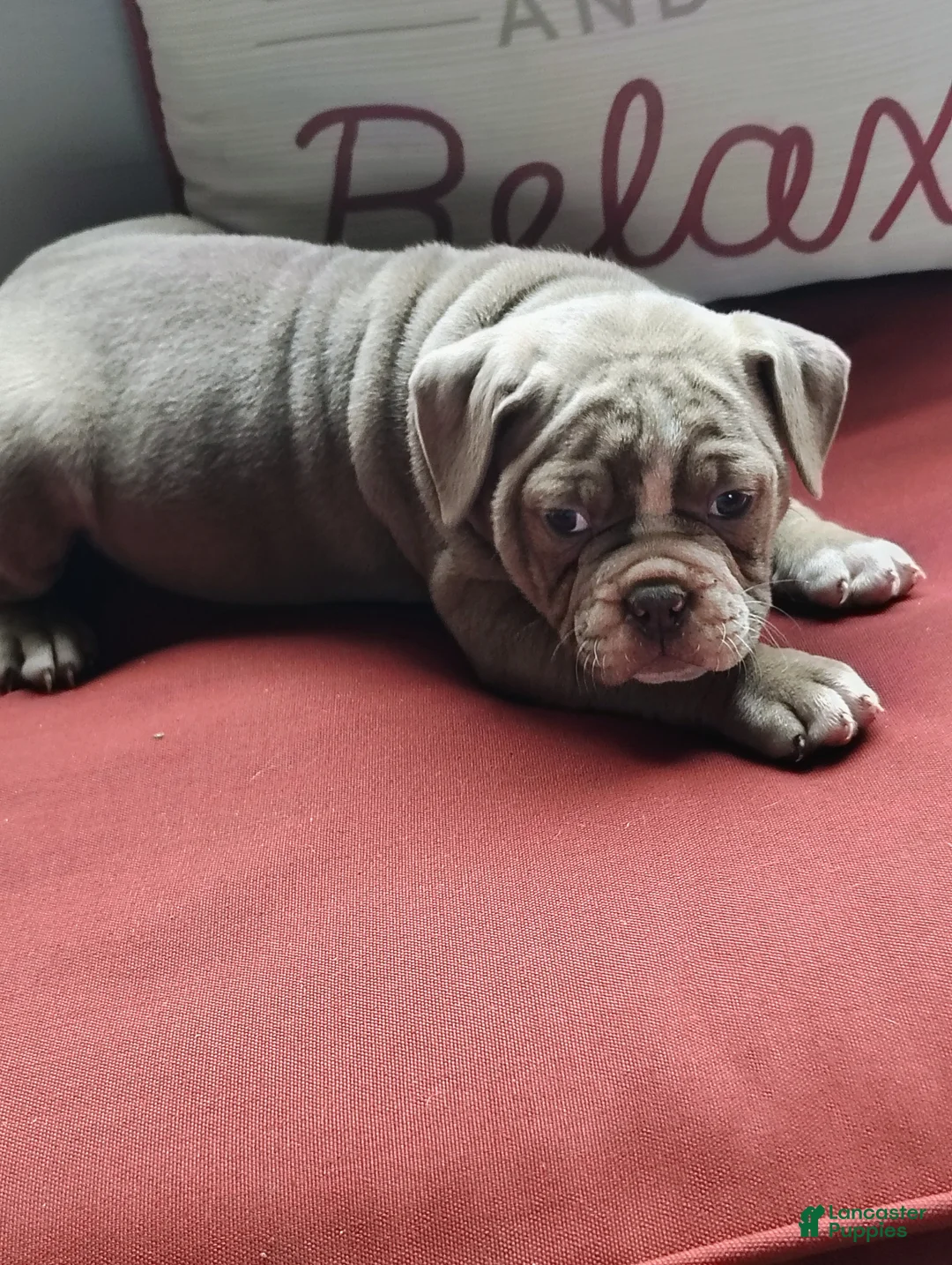 Olde English Bulldogge dogs for sale: Tonya - Ad 2