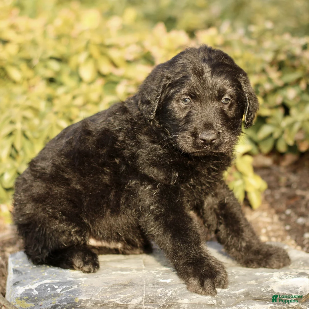 Labradoodle dogs for sale: Max  - Ad 3
