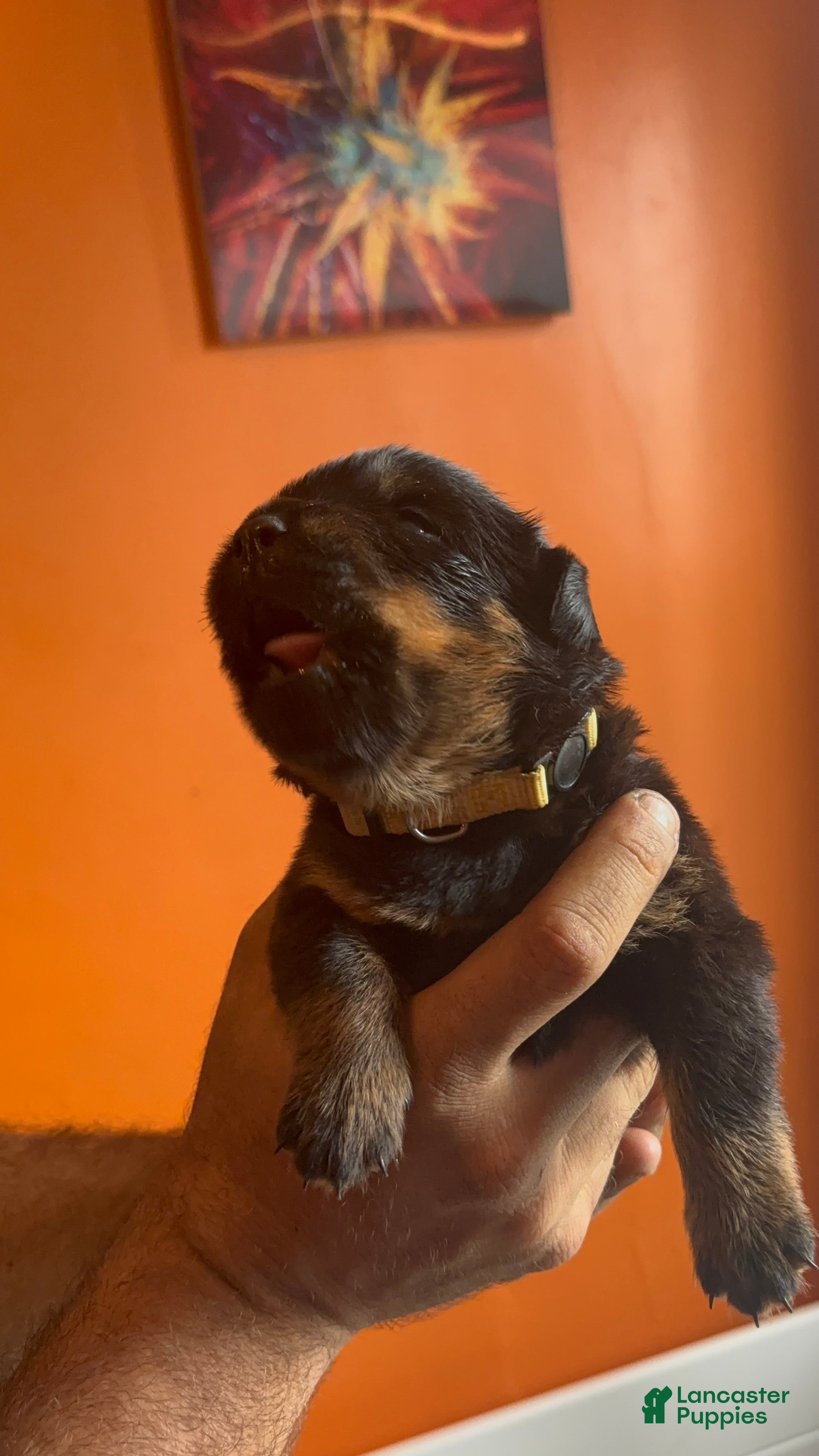 Rottweiler dogs Rottweiler Puppy 6 - Ad 1