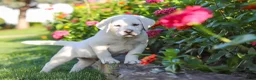 Labrador Retriever dogs for sale: Stormy - Ad 4