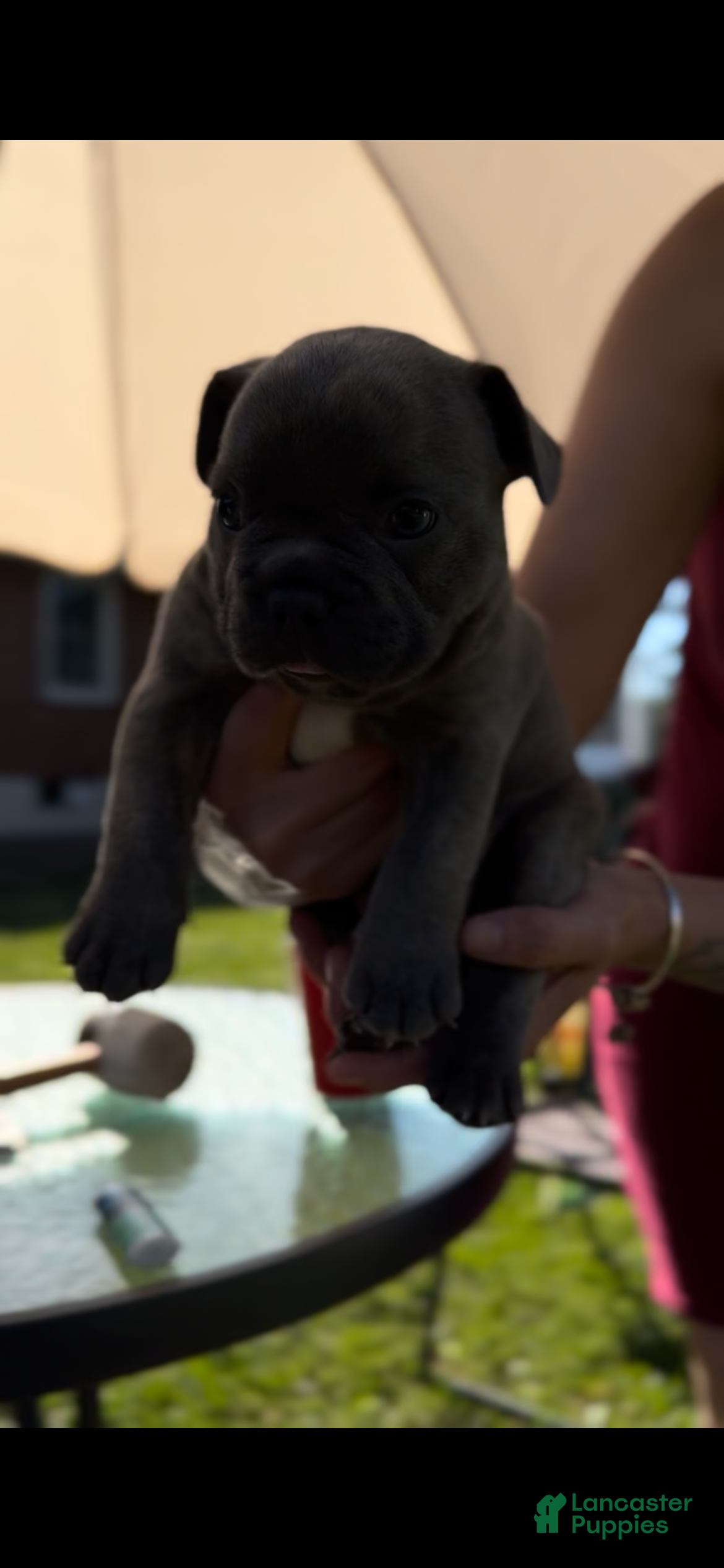 French Bulldog dogs  Benny - Ad 11