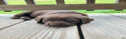 Labrador Retriever dogs for sale: Independence  - Ad 6