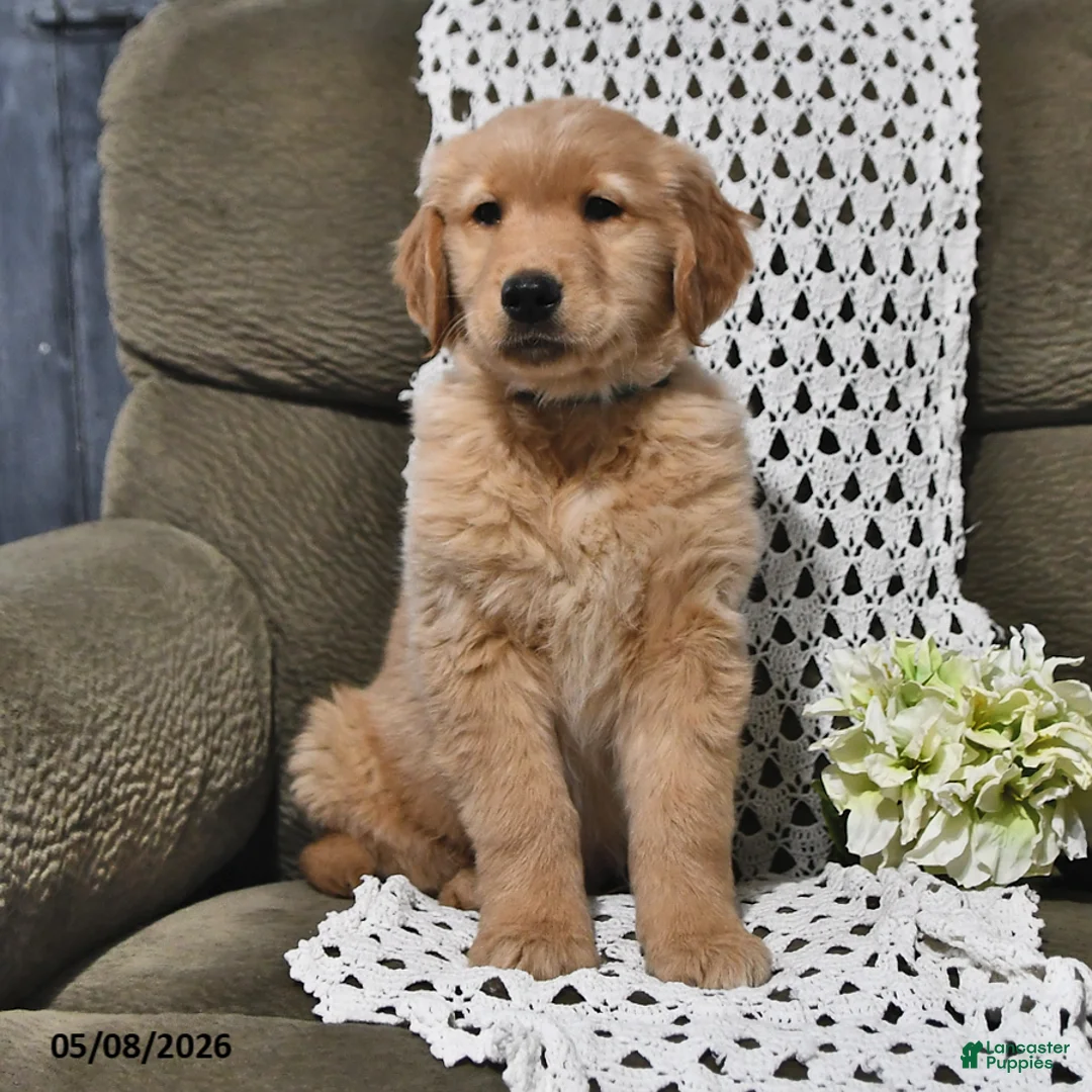 Golden Retriever dogs for sale: Roy  - Ad 2