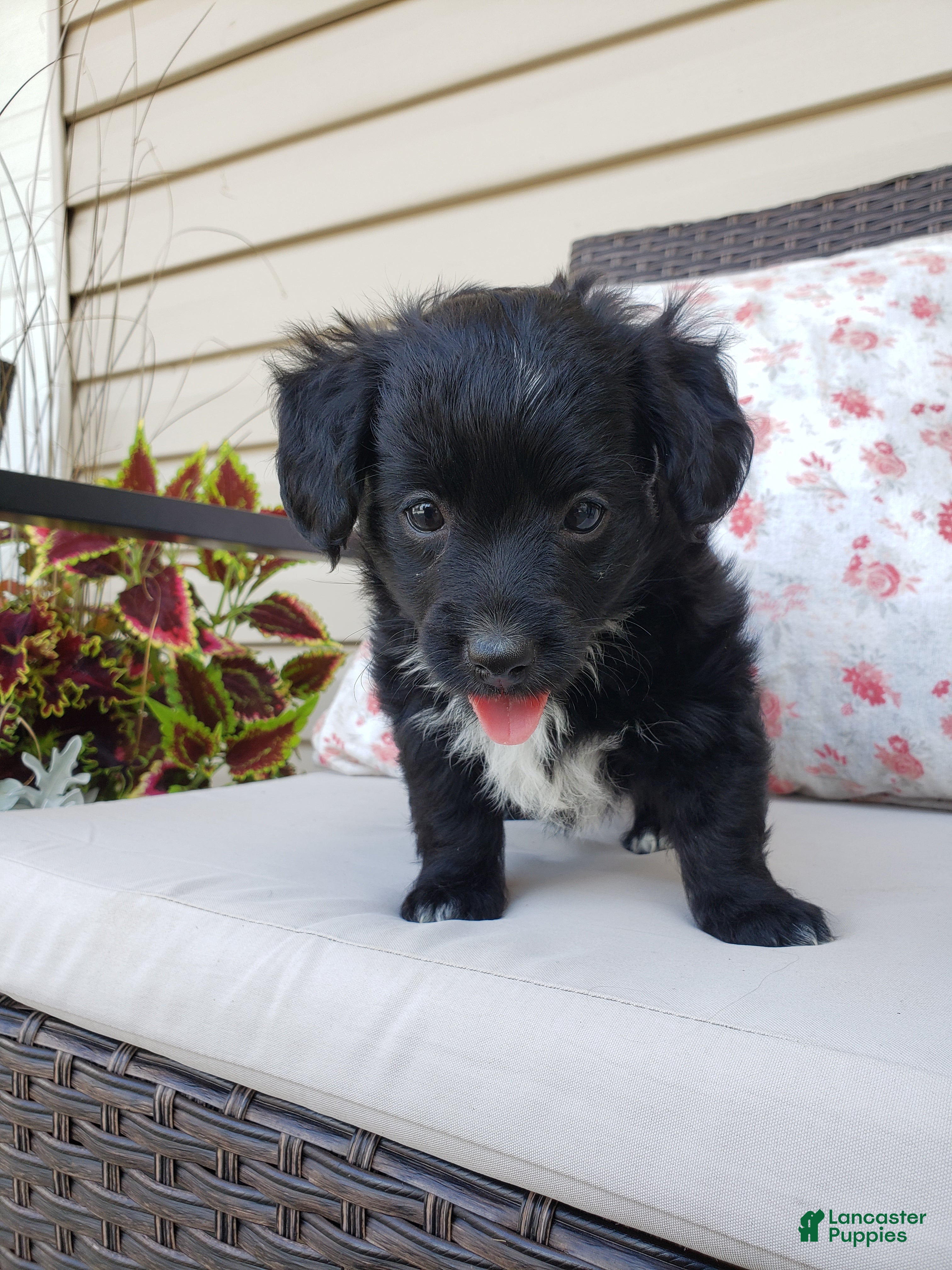 Yorkiepoo dogs Yorkiepoo 5 - Ad 2