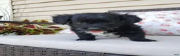 Yorkiepoo dogs for sale: Yorkiepoo 5 - Ad 2