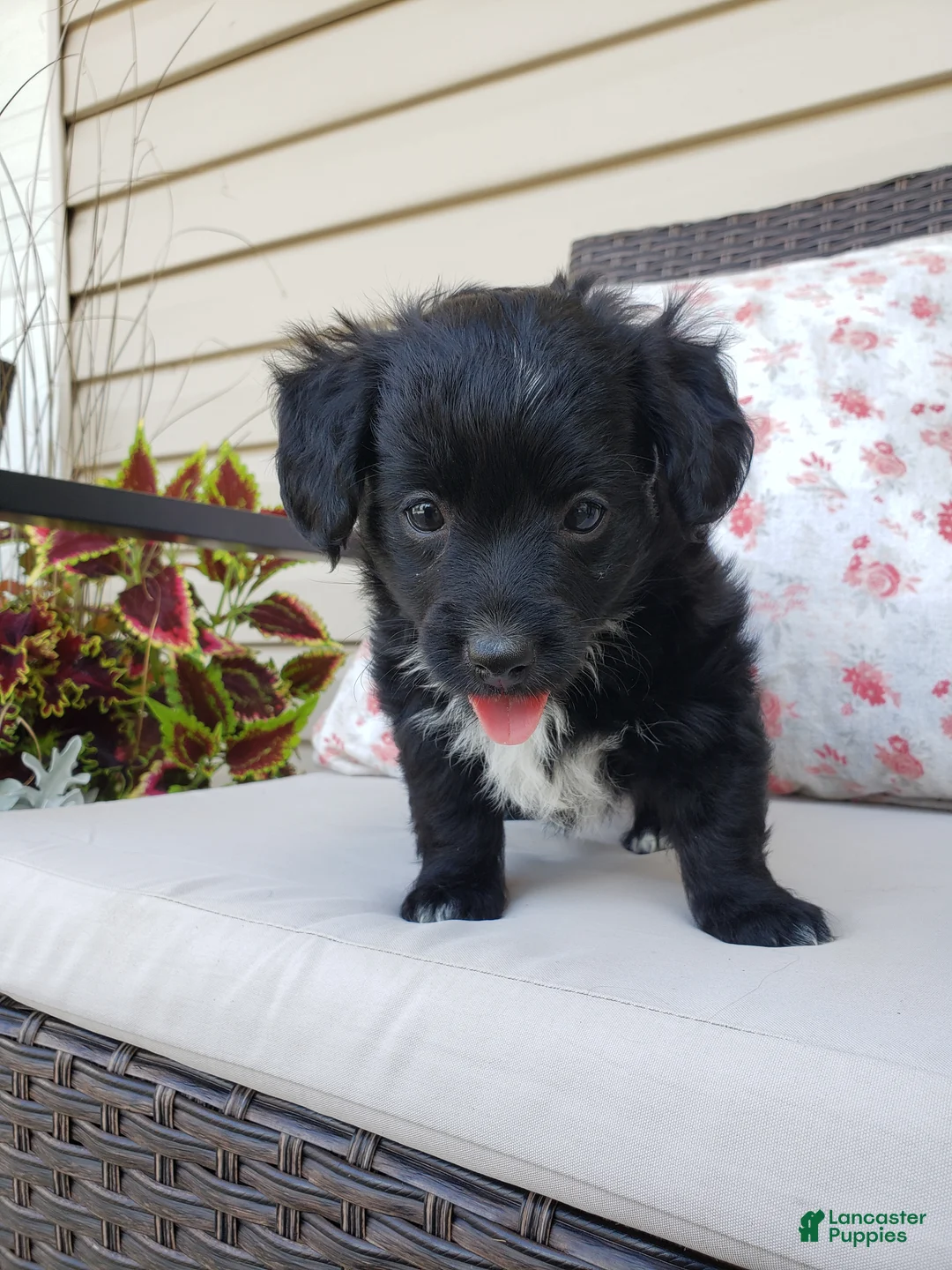 Yorkiepoo dogs for sale: Yorkiepoo 5 - Ad 2