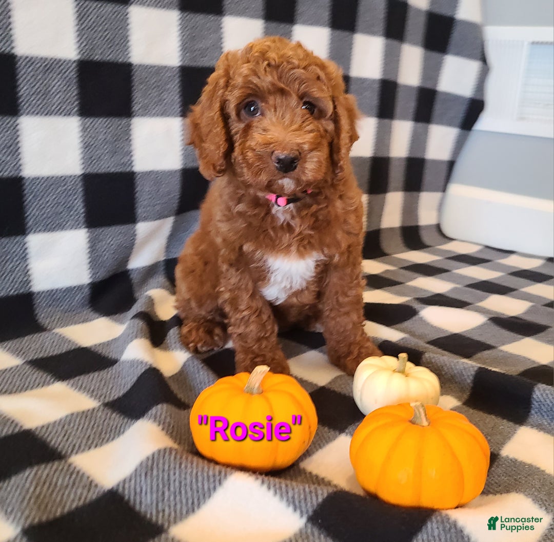 Cockapoo dogs for sale: Rosie - Ad 5