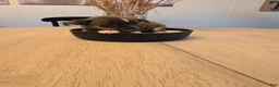 Chihuahua dogs for sale: addi - Ad 6