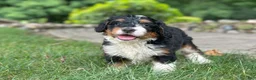 Mini Bernedoodle dogs for sale: Blossom - Ad 6