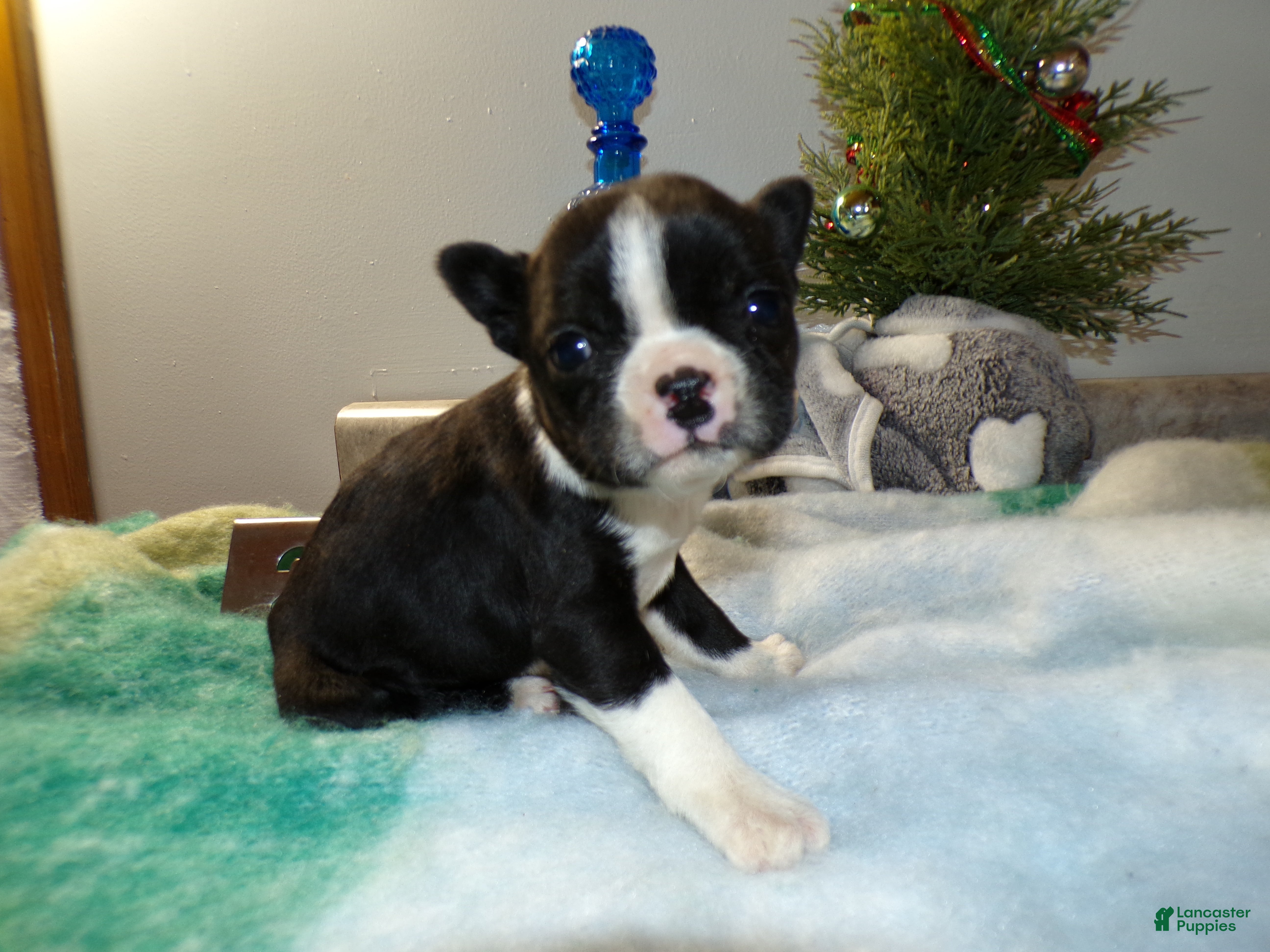 Boston Terrier dogs Boston Terrier Puppy 2 Darla - Ad 33