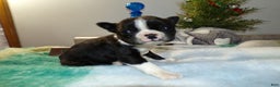 Boston Terrier dogs for sale: Boston Terrier Puppy 2 Darla - Ad 1