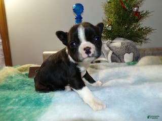 Boston Terrier dogs Boston Terrier Puppy 2 Darla - Ad 13