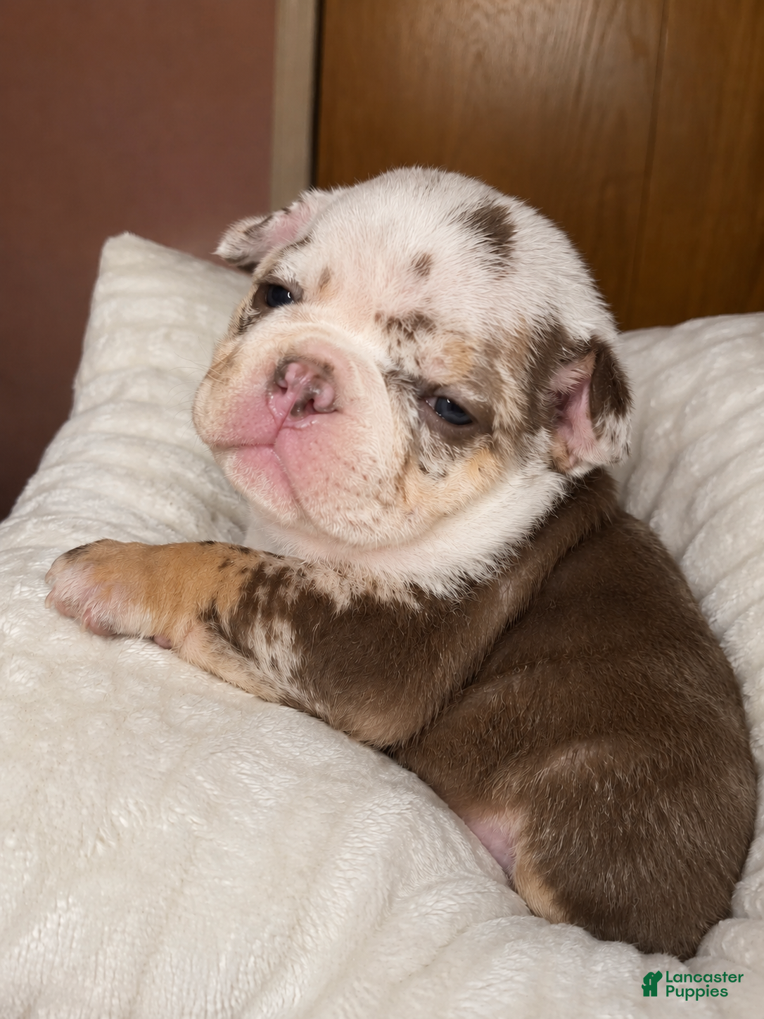 English Bulldog dogs Whiskey  - Ad 2