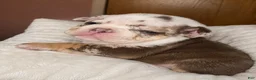 English Bulldog dogs for sale: Whiskey  - Ad 1