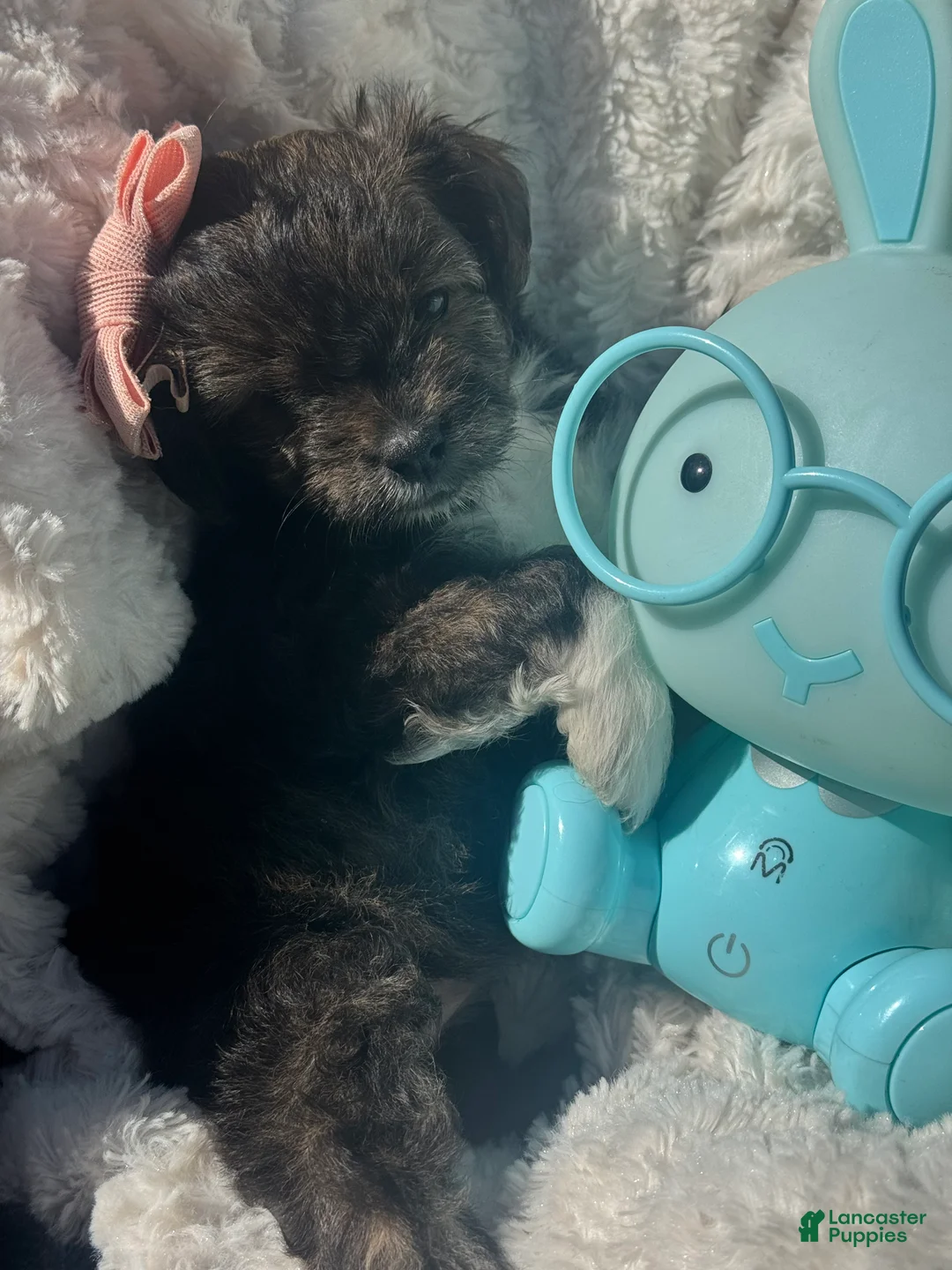Maltipoo dogs for sale: Maltipoo Puppy 4 - Ad 2