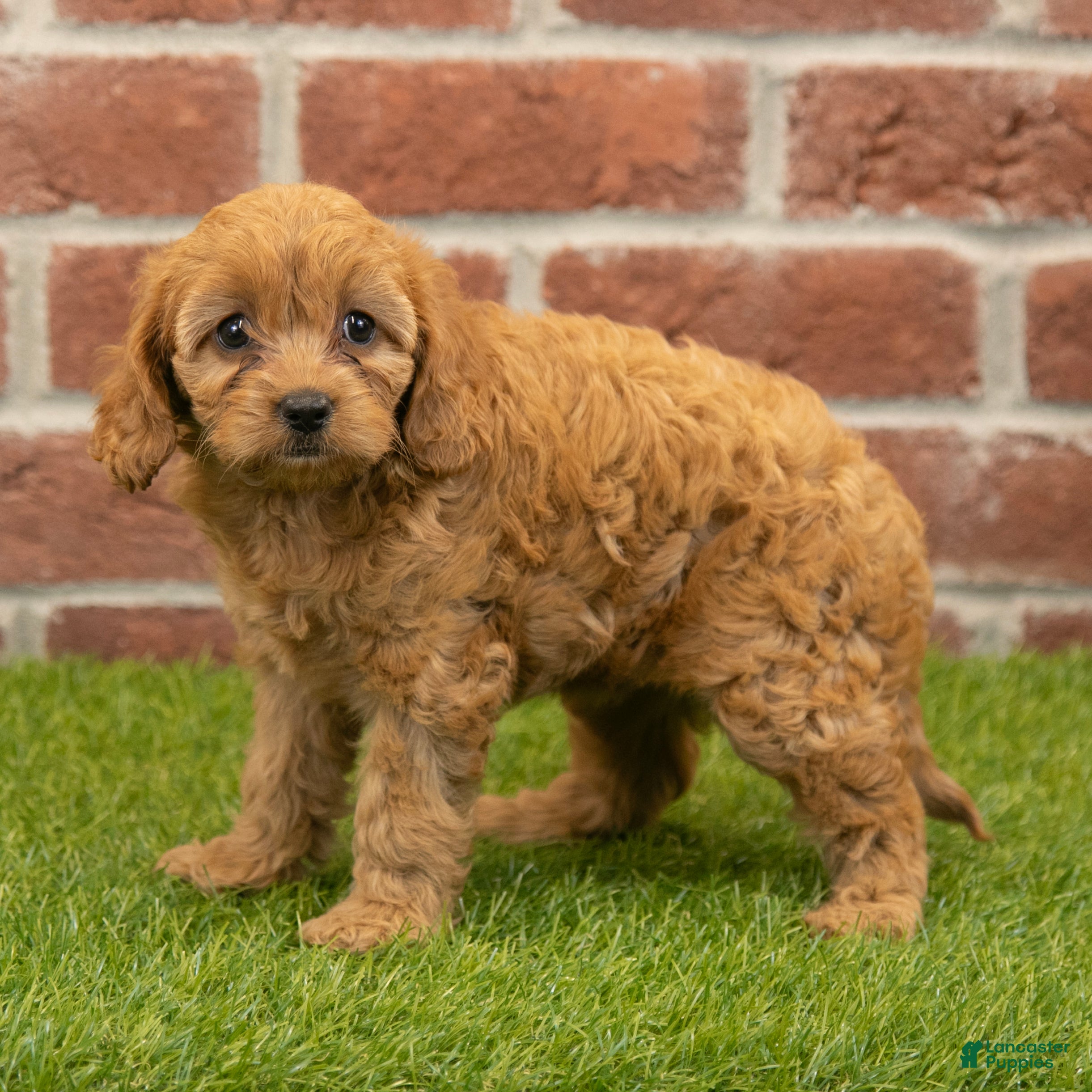 Cavapoo dogs Macy - Ad 1