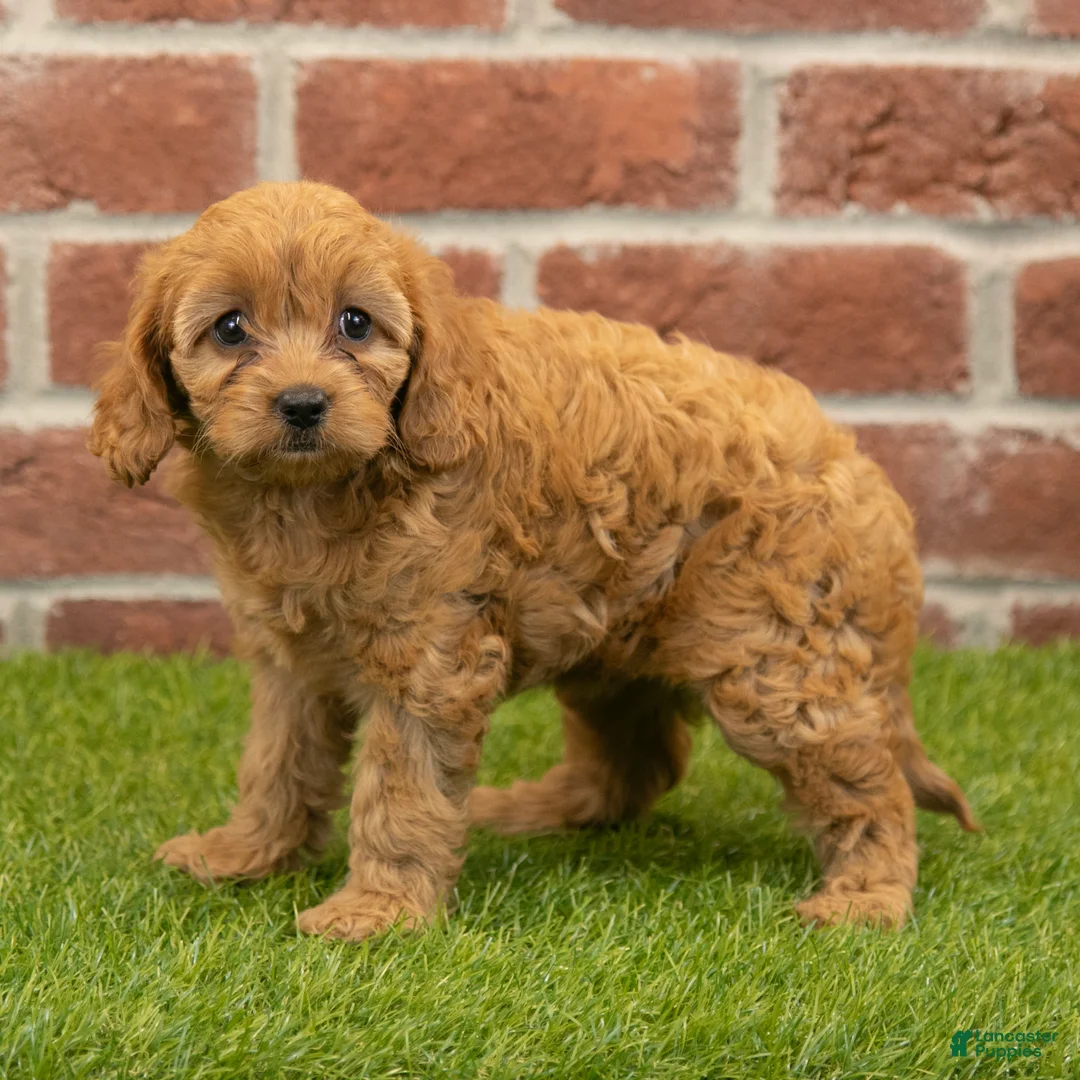 Cavapoo dogs for sale: Macy - Ad 1