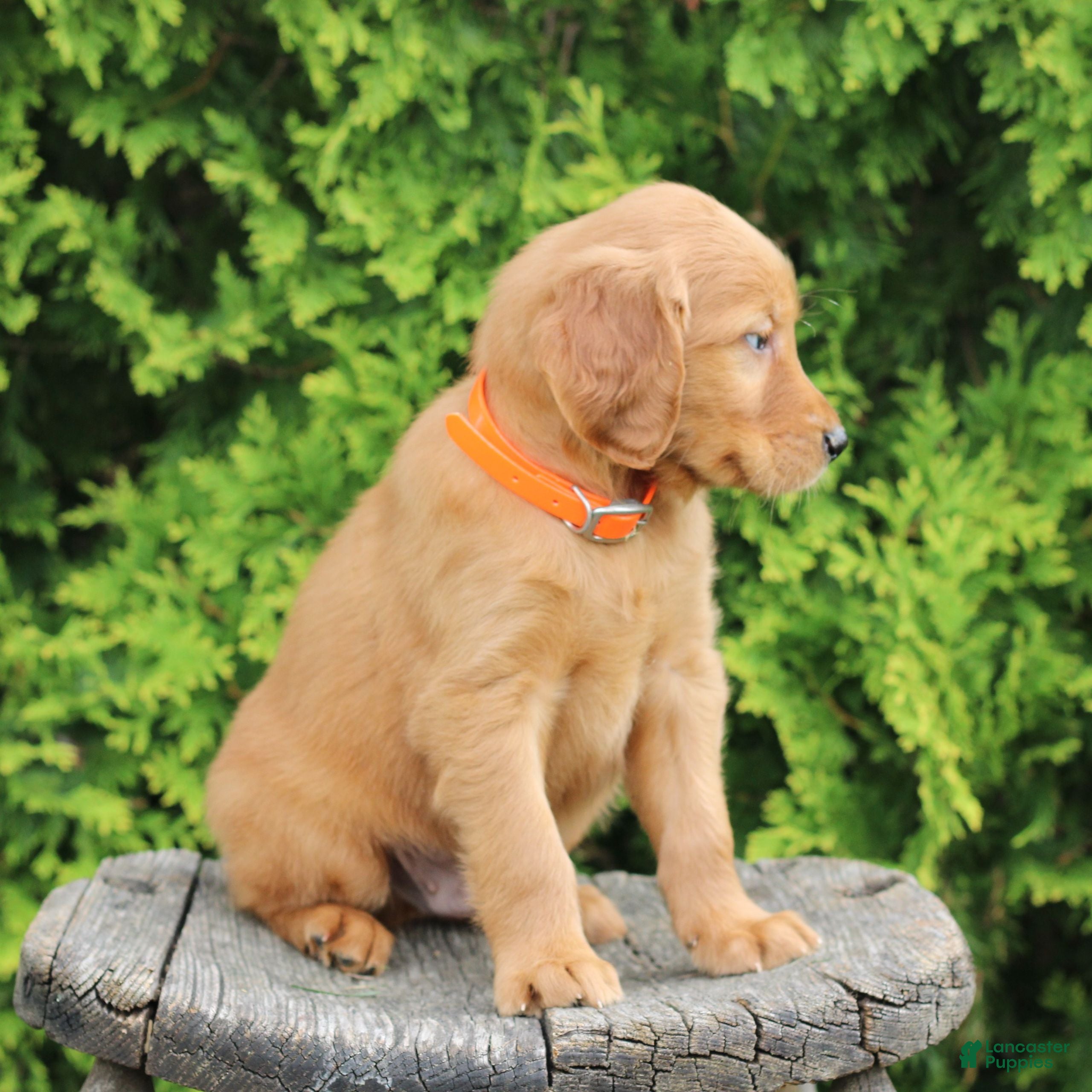 Mixed Breed dogs Wilson  - Ad 2