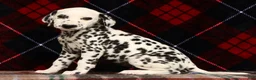 Dalmatian dogs for sale: Nellie - Ad 3