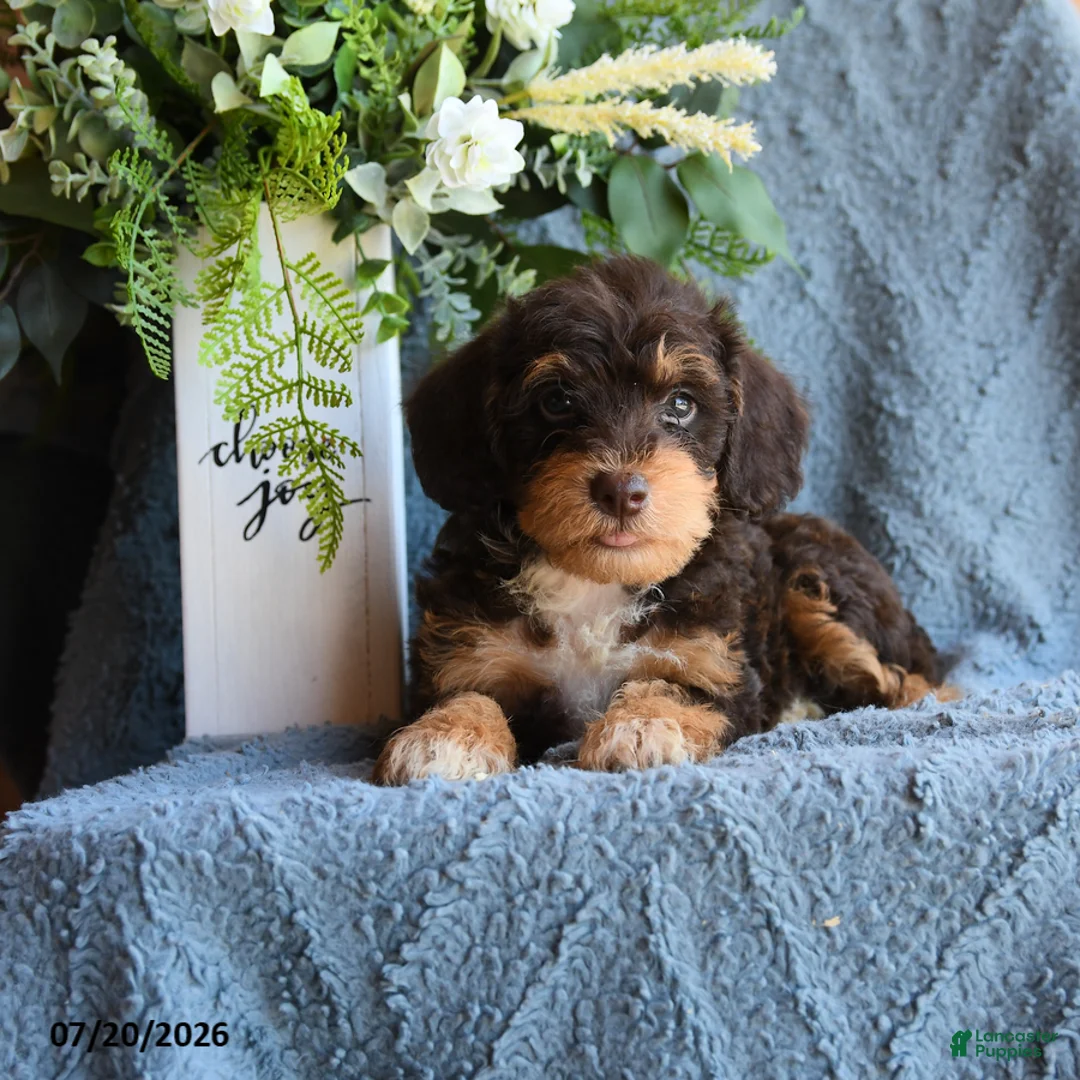 Schnoodle dogs for sale: Pogo - Ad 3