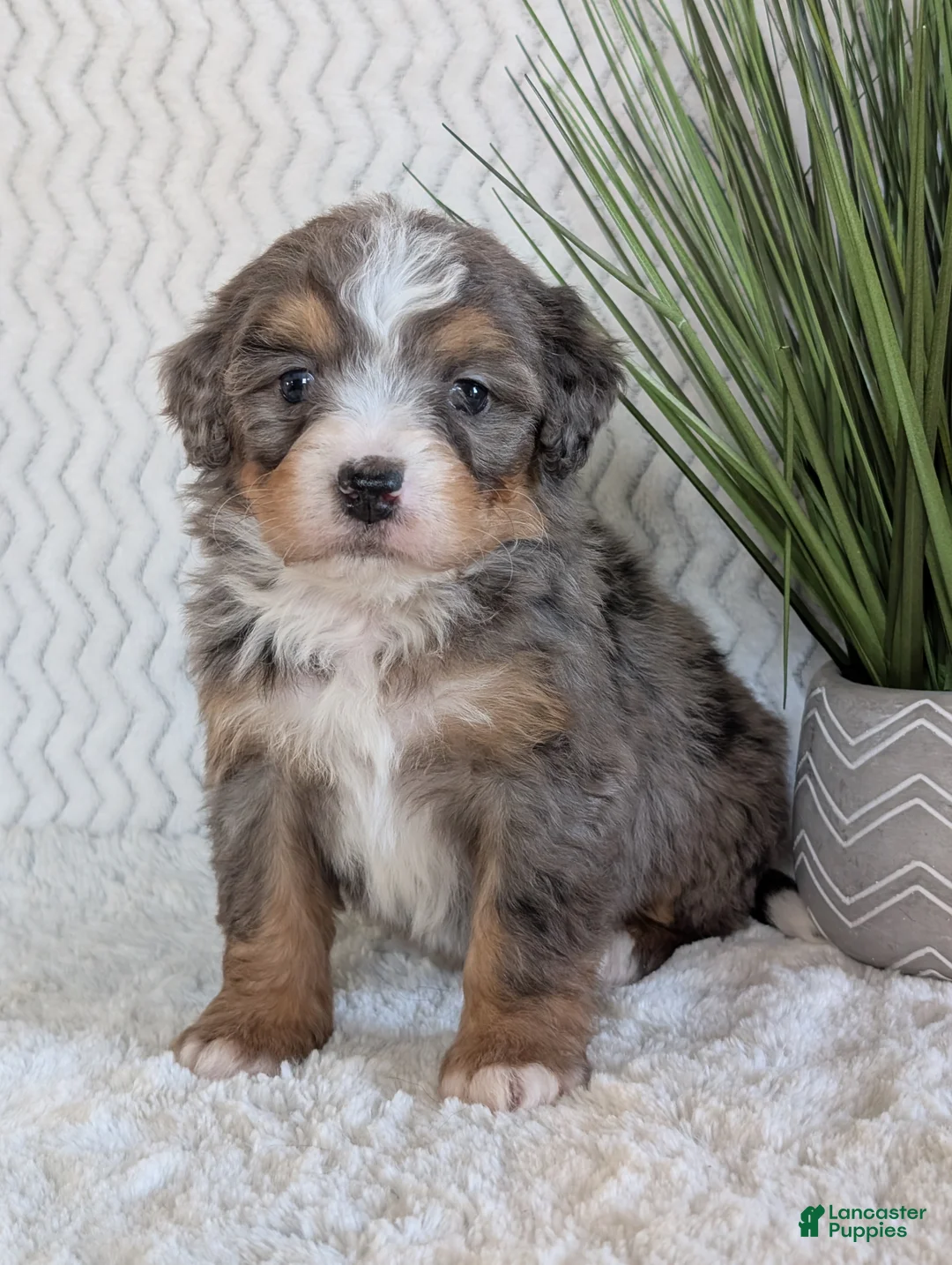 Mini Bernedoodle dogs for sale: Mini River  - Ad 10