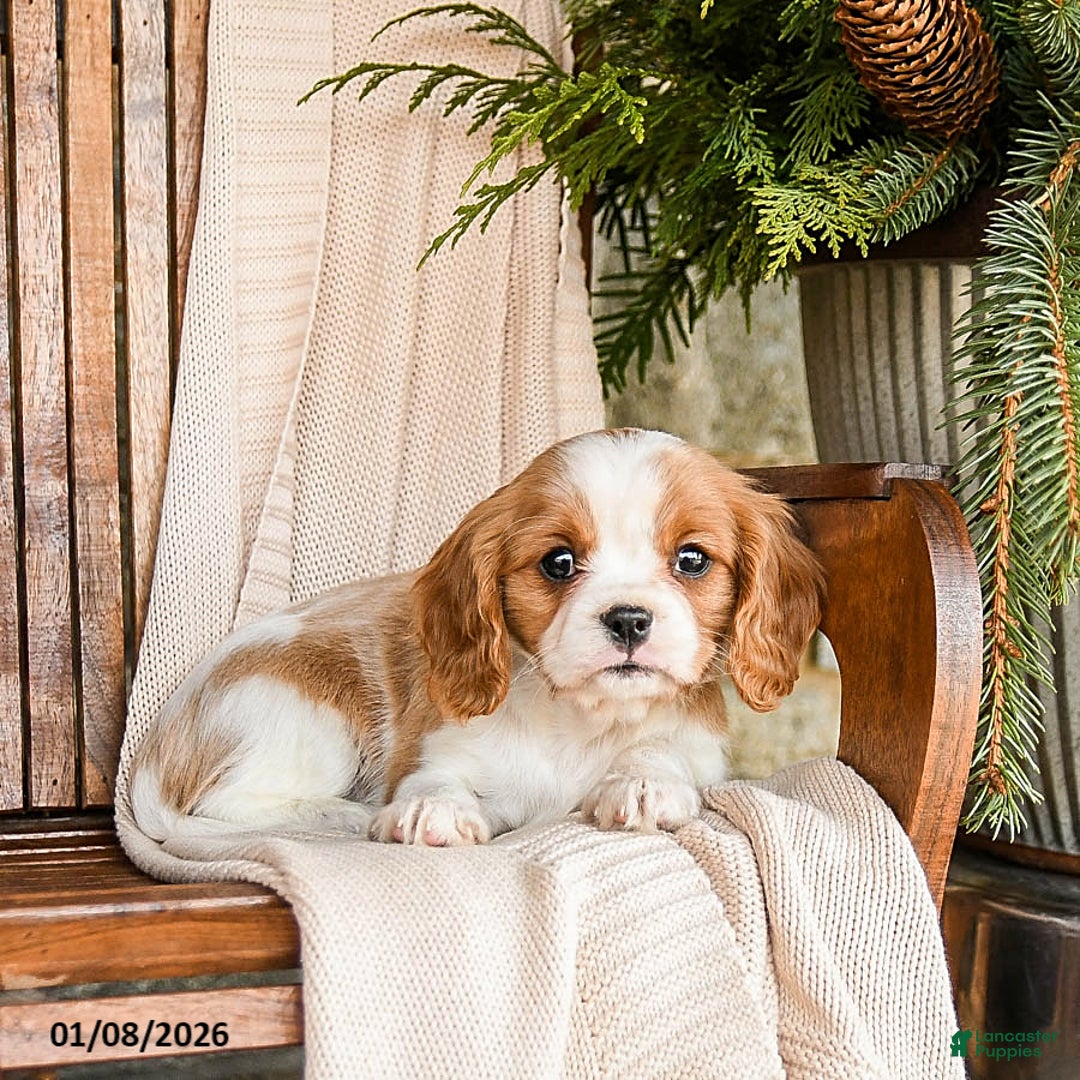 Cavalier King Charles Spaniel dogs for sale: Snickers - Ad 3