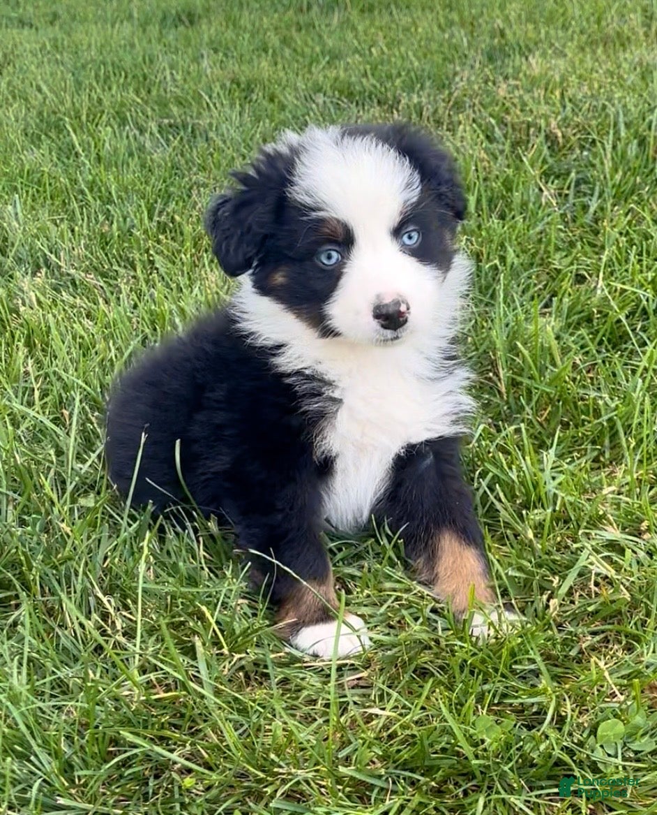 Australian Shepherd dogs Max  - Ad 2