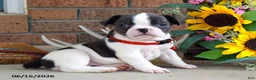 Frug dogs for sale: Jane - Ad 4