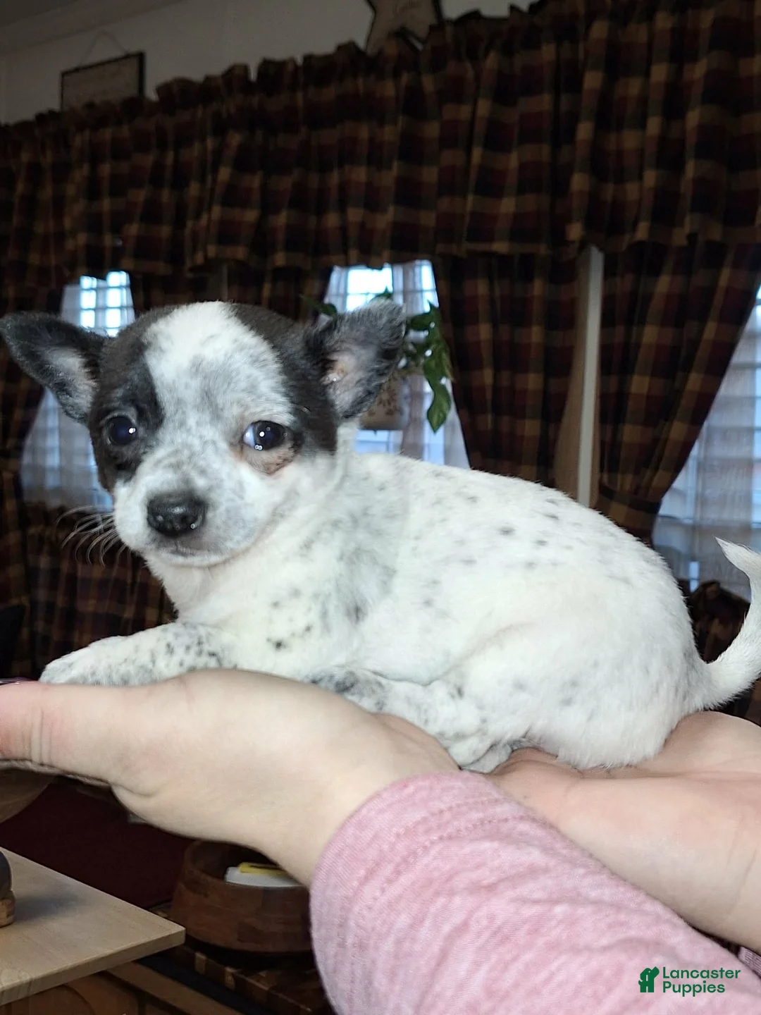 Chihuahua dogs for sale: Dot. T-cup  - Ad 2