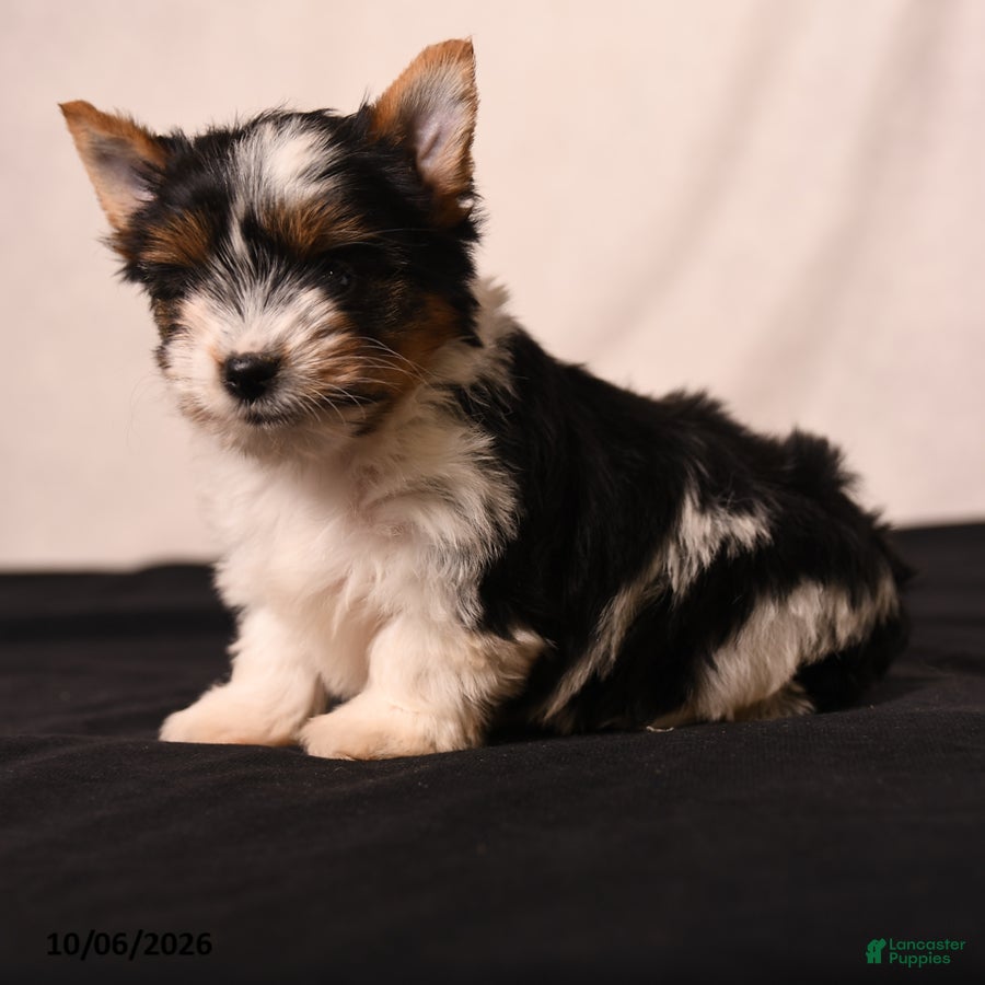 Bella (Biewer Terrier, Female) in East Earl, PA
