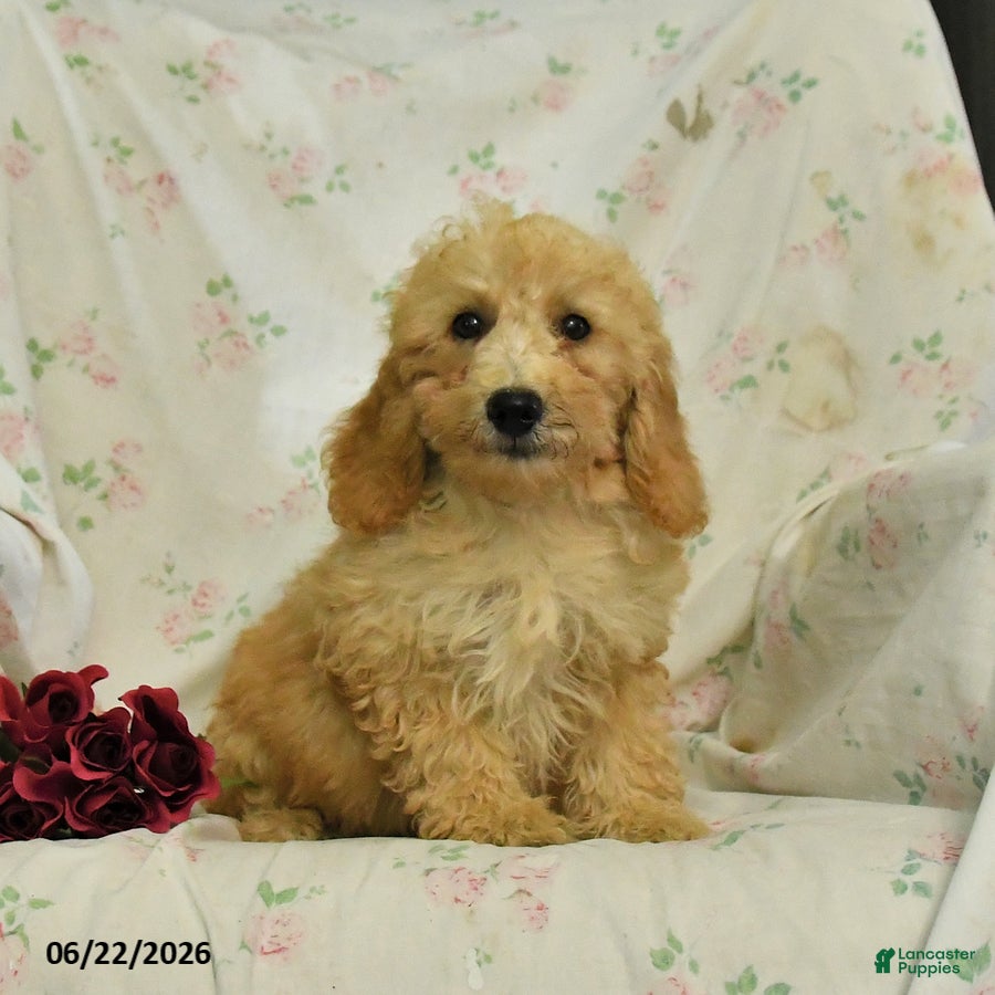 Mini Goldendoodle dogs Mckenzie - Ad 1