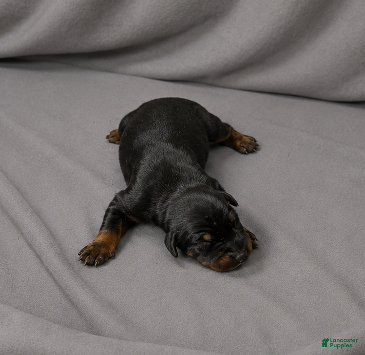 Doberman Pinscher dogs Azrael - Ad 19