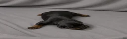 Doberman Pinscher dogs for sale: Azrael - Ad 1
