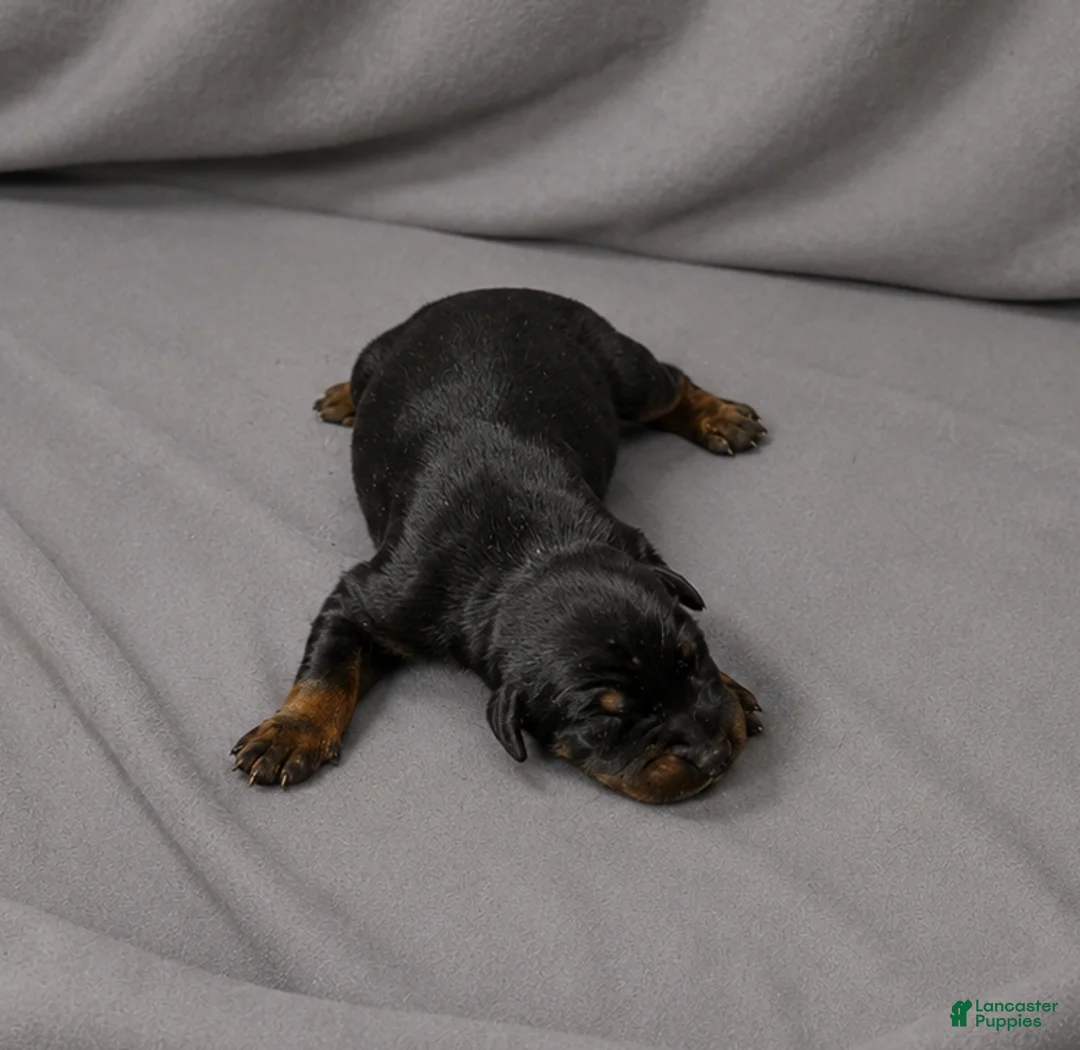 Doberman Pinscher dogs for sale: Azrael - Ad 1