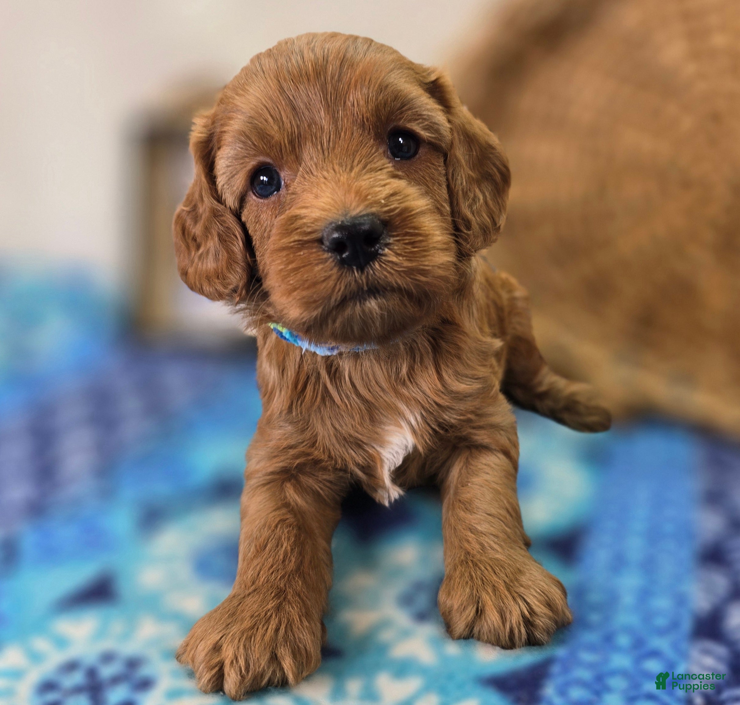 Cockapoo dogs Captain Dan - Ad 2