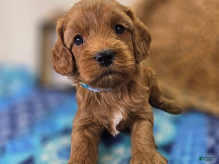 Cockapoo dogs Captain Dan - Ad 32