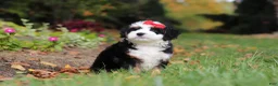 Mini Bernedoodle dogs for sale: Miley - Ad 6