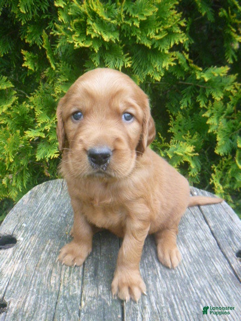 Mixed Breed dogs for sale: Tipper - Ad 1