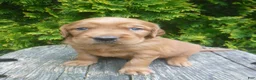Mixed Breed dogs for sale: Tipper - Ad 3