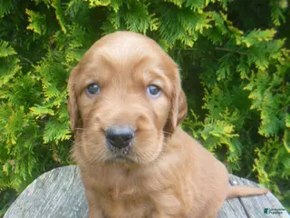 Mixed Breed dogs for sale: Tipper - Ad 1