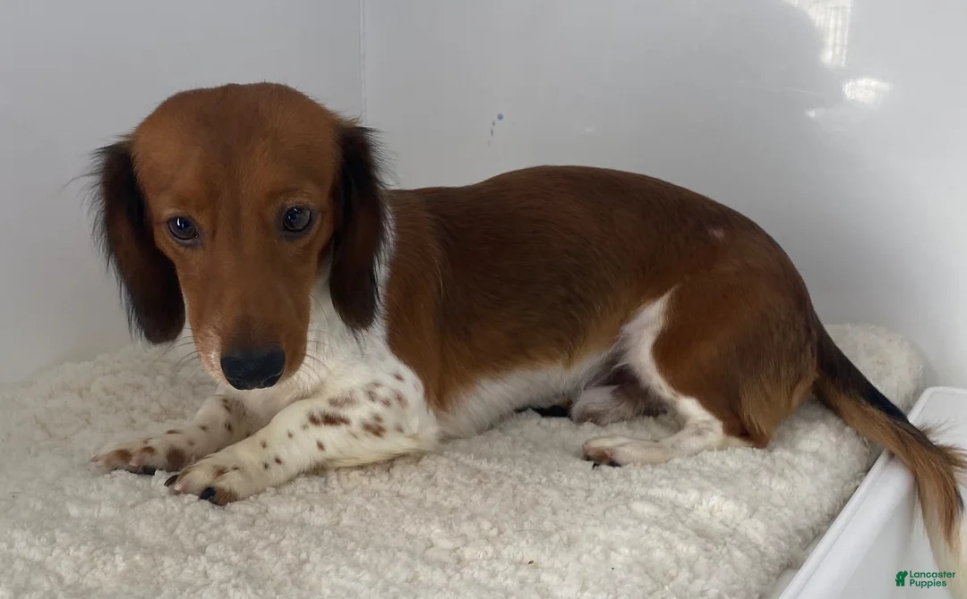Miniature Dachshund dogs for sale: Miniature Dachshund 2 Tito  - Ad 5
