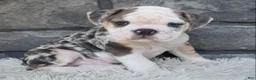 Beabull dogs for sale: Tank - Ad 5