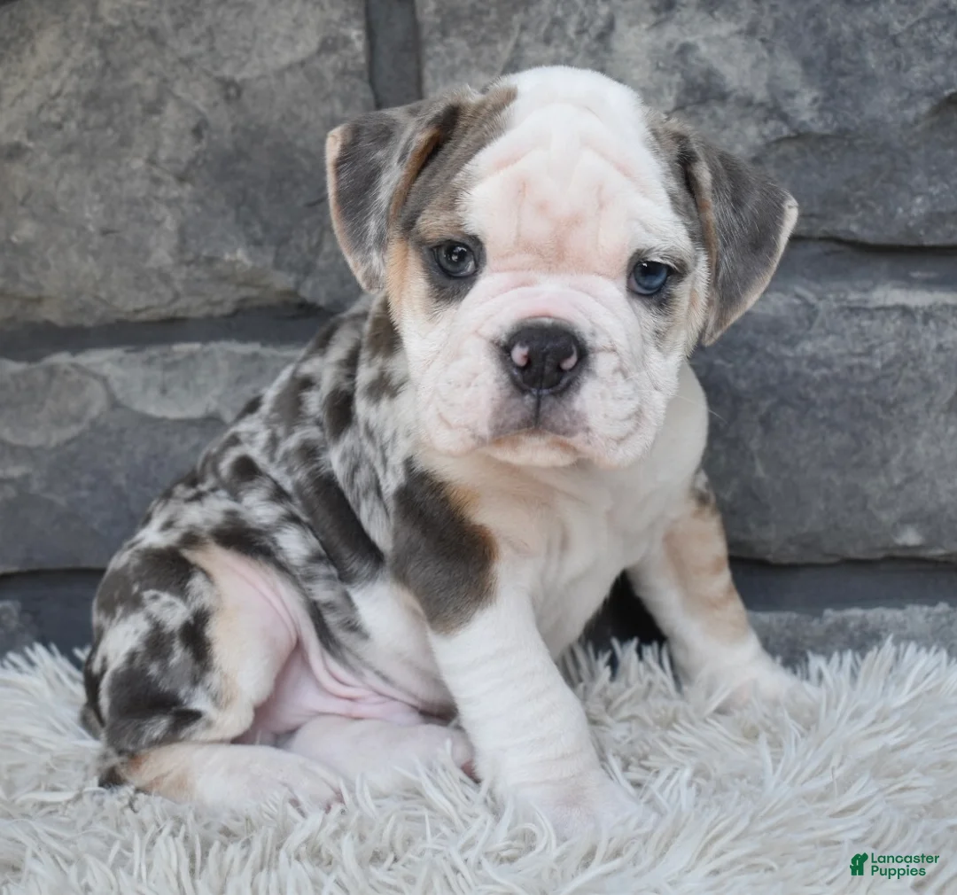 Beabull dogs for sale: Tank - Ad 5