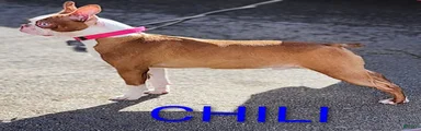 Chili